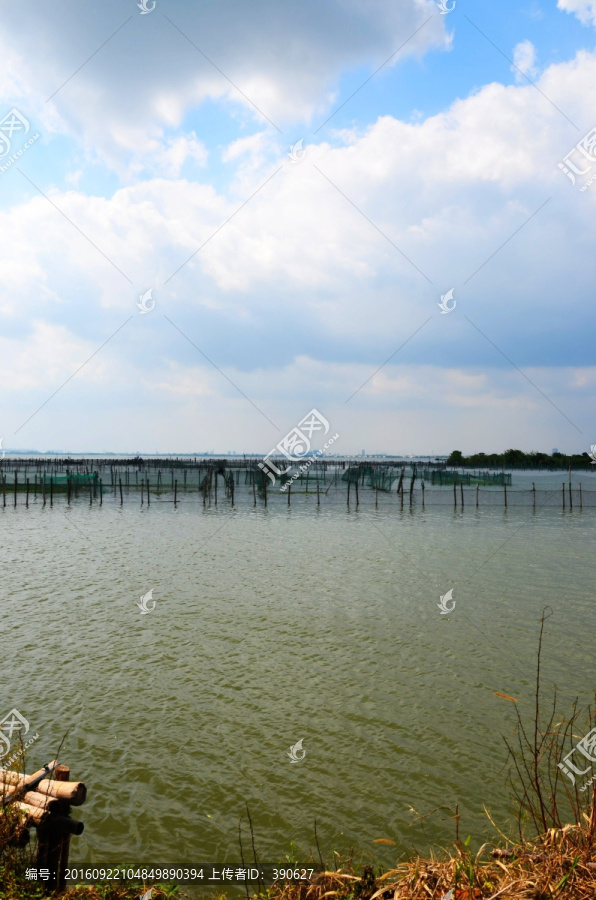 阳澄湖大闸蟹养殖基地