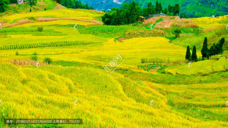 梯田,稻谷,稻田