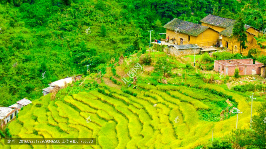 梯田,山村,瓦房