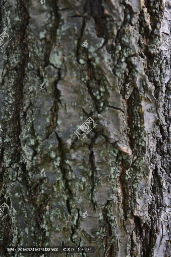 樹皮紋理