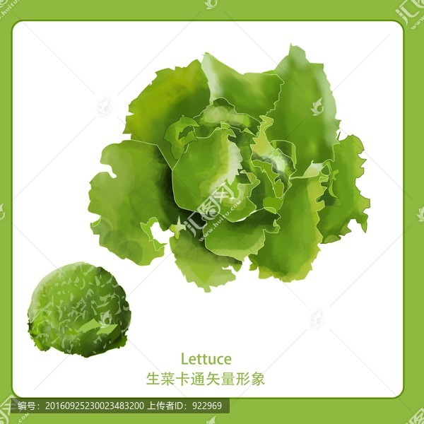 生菜,插圖,手繪蔬菜,綠色蔬菜