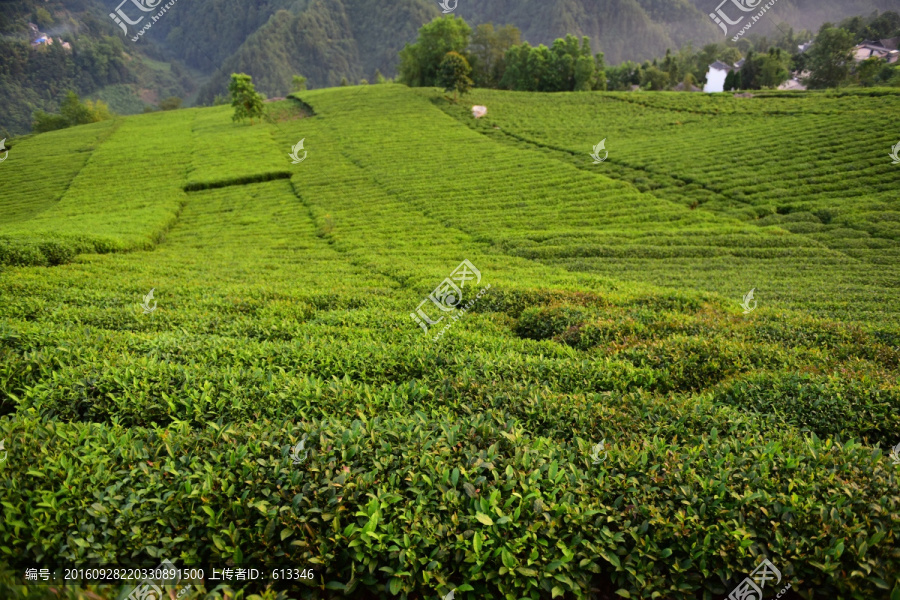 茶园茶叶美丽风景