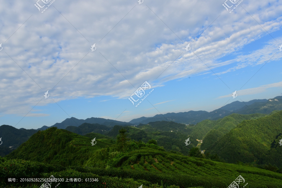 茶园茶叶美丽风景