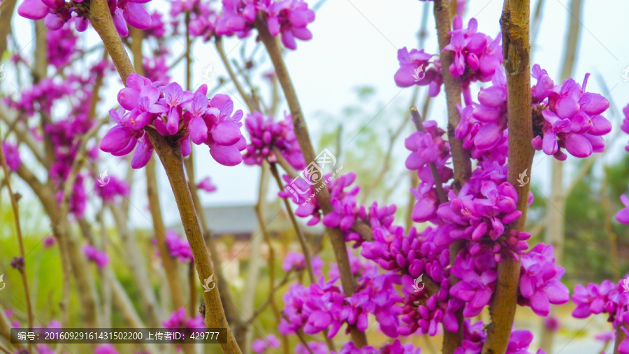 紫荆花,满条红,紫色花