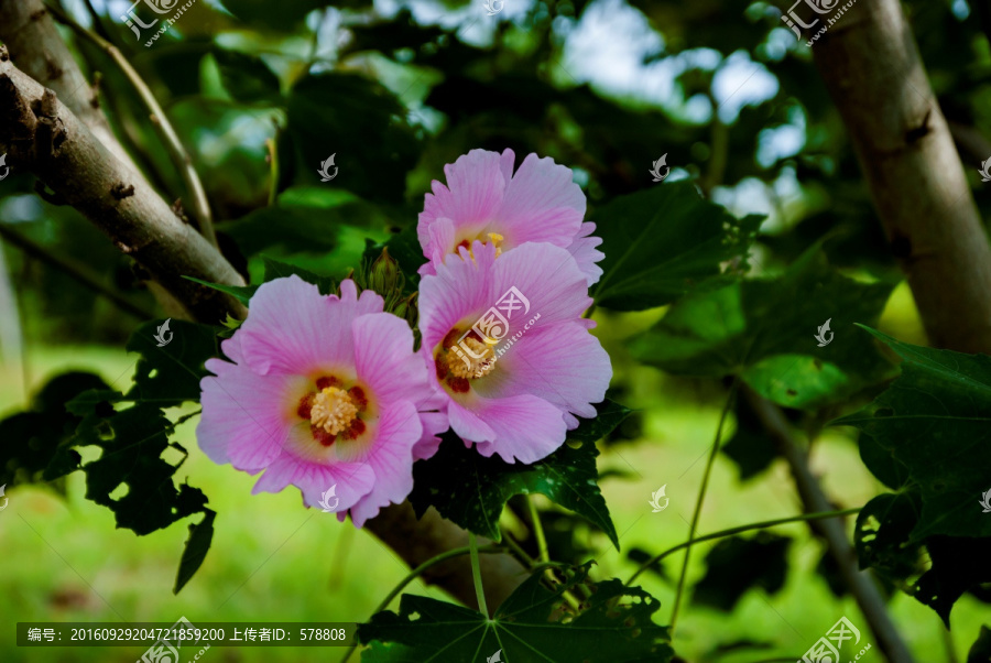 花,芙蓉花,木芙蓉花