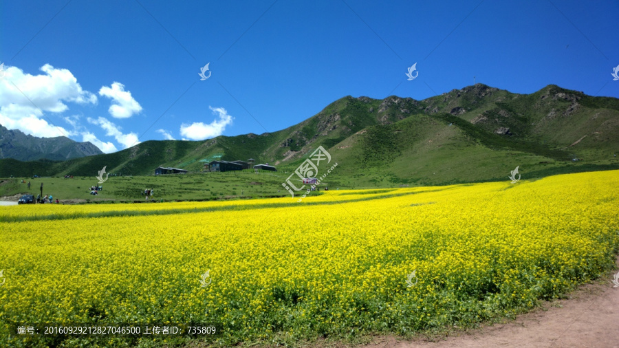 油菜花田