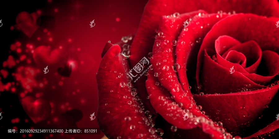 玫瑰復(fù)合意象