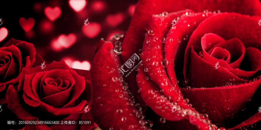玫瑰復(fù)合意象