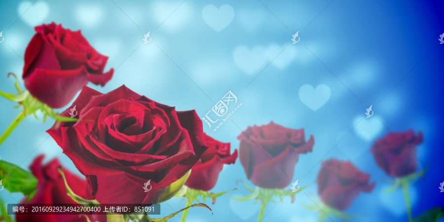 紅玫瑰復合意象