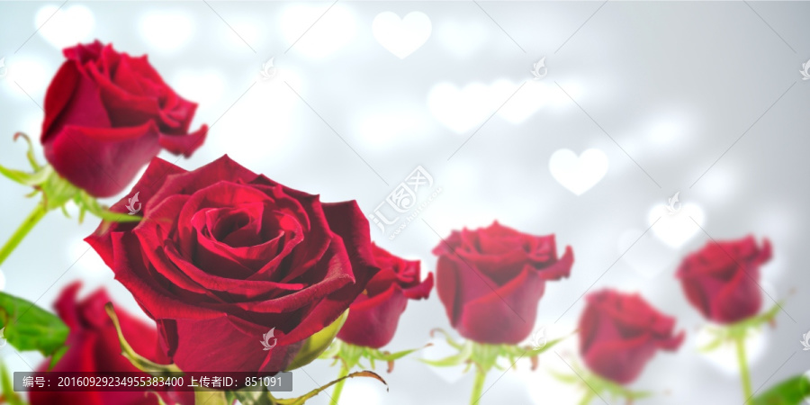 紅玫瑰復(fù)合意象