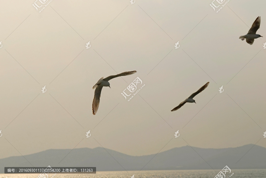 太湖上的海鸥群
