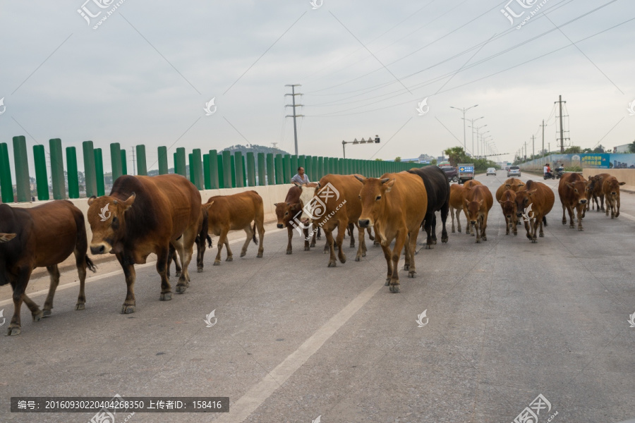 牛群过马路