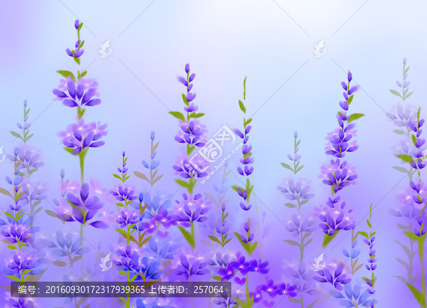 手繪薰衣草