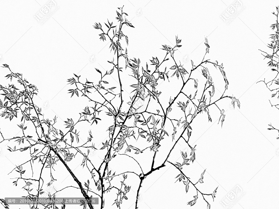 春芽素描