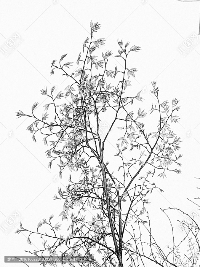 春芽素描