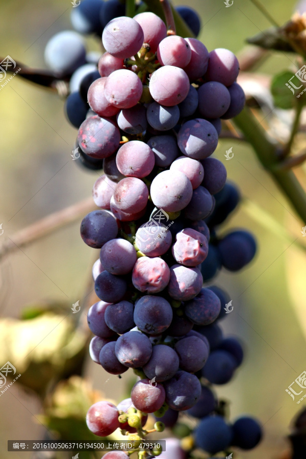 山葡萄,葡萄,水果