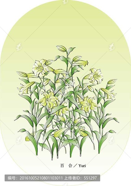 百合矢量花