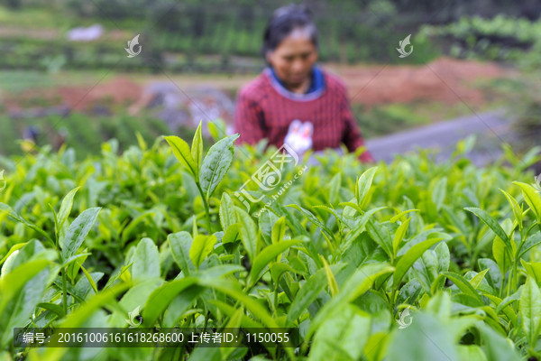 茶园茶叶采摘