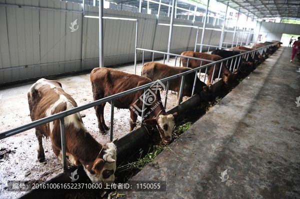 牛养殖场
