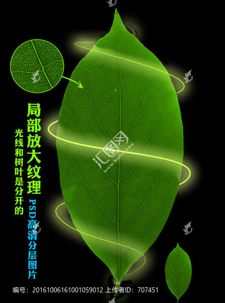 一片樹葉