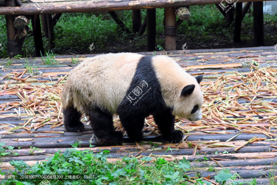 熊猫,大熊猫