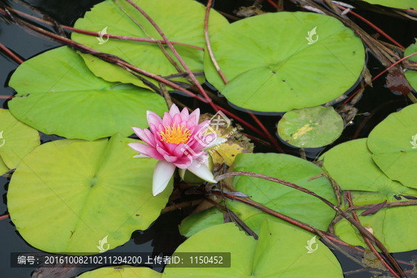 睡莲花开