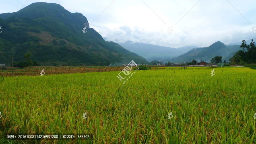 寂静稻田最美乡村