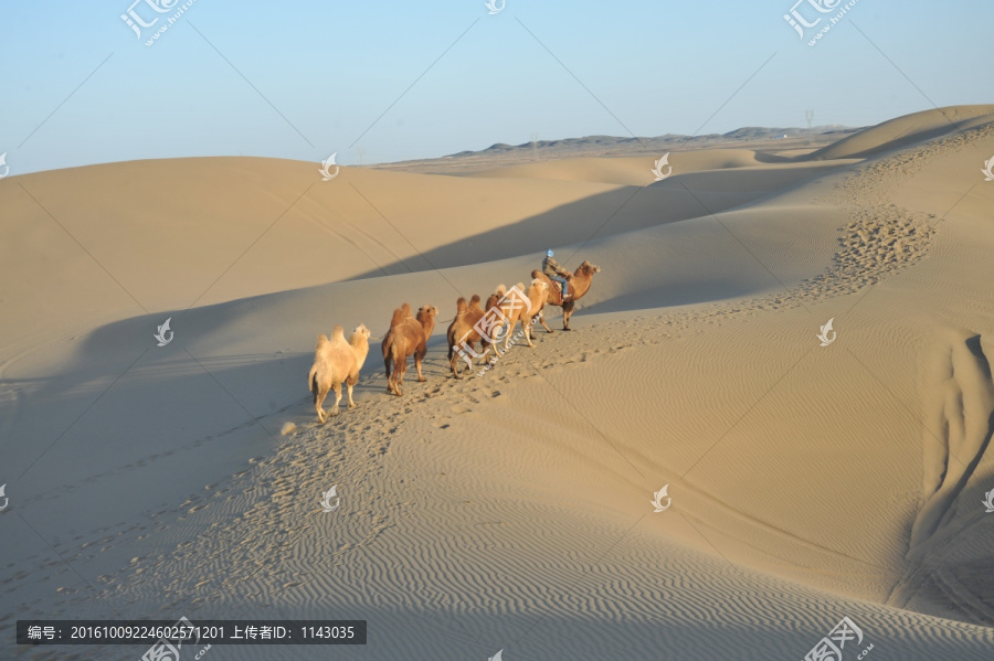沙漠驼队,巴丹吉林沙漠