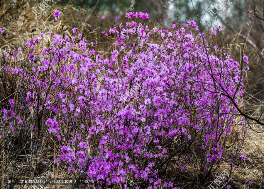 杜鹃花