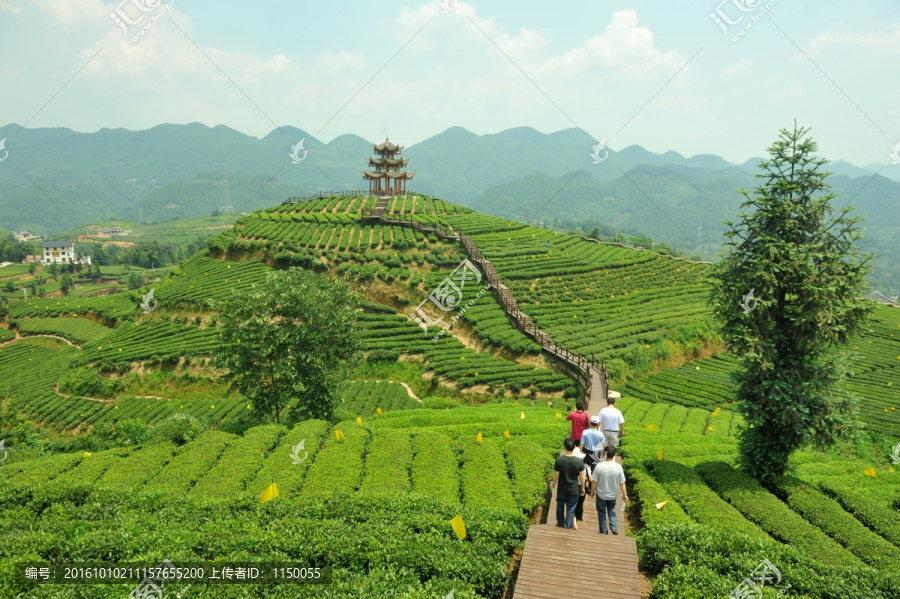 乡村茶园旅游美丽风光