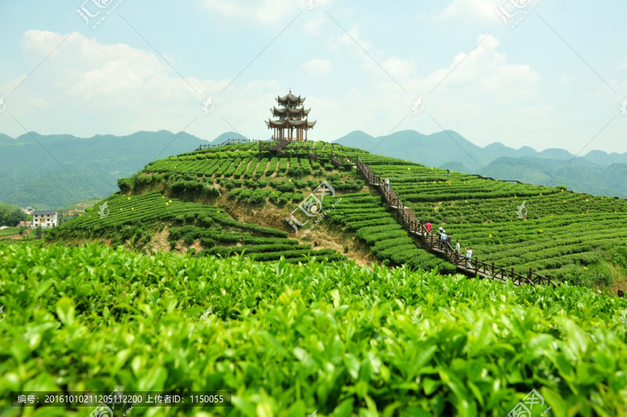 乡村茶园旅游美丽风光