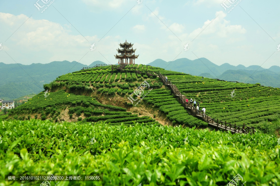 茶园风景