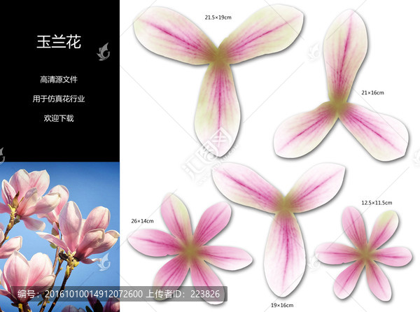 玉蘭花