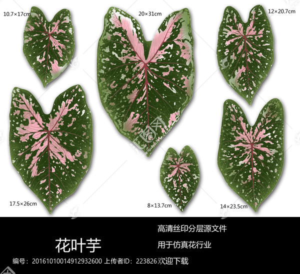 花葉芋