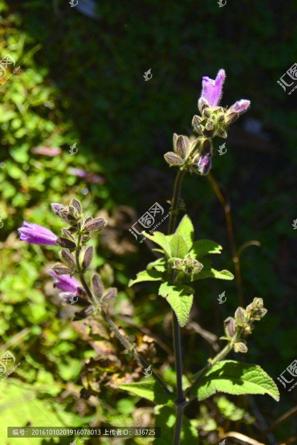 高原龙胆花,高山花卉