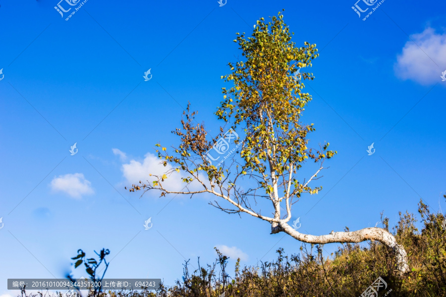 壩上,秋景,白樺樹,白樺林