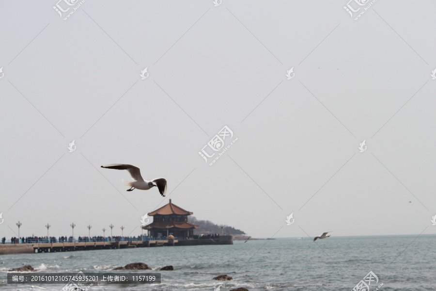 栈桥,海鸥,青岛,海边