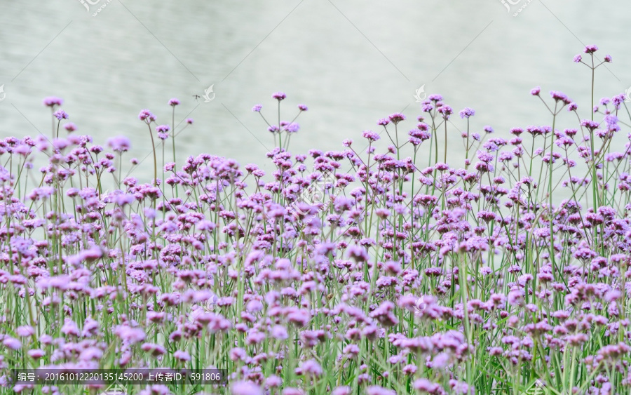 滇池边的紫色马鞭草花海