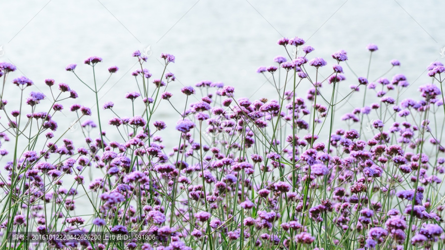 紫色马鞭草花海