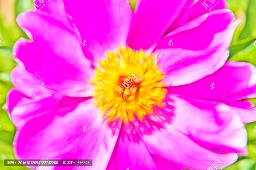 芍藥花開