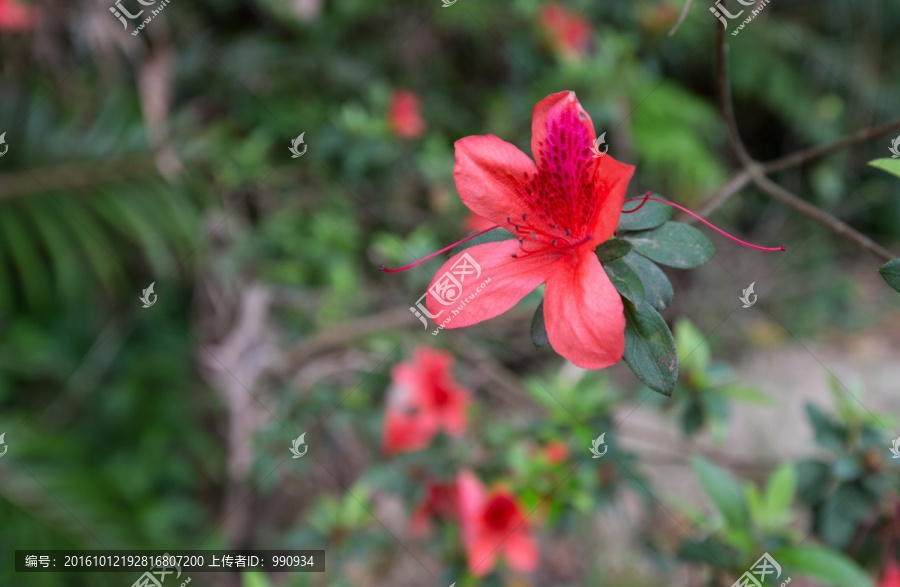 鲜花,山杜鹃