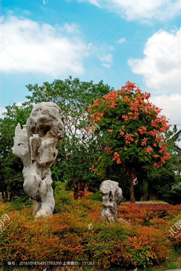 金华婺州公园,栾树,石头假山