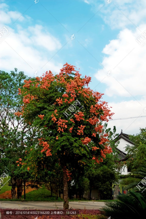 栾树,栾树花,树开花,绿叶红花