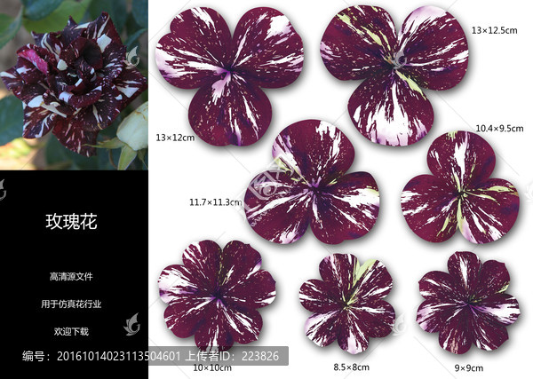玫瑰花