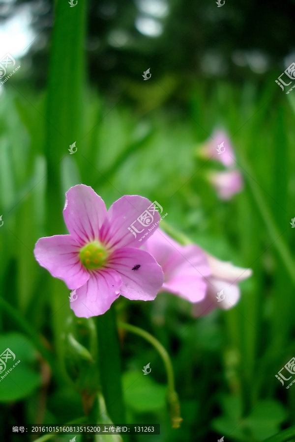 红花醡浆草,酢浆草,粉色野花