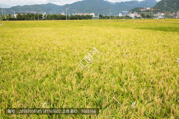 水稻田