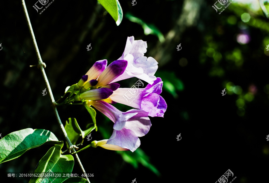 蒜香花,蒜香藤