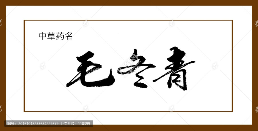毛冬青