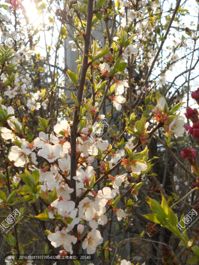 桃花,樱花,梨花