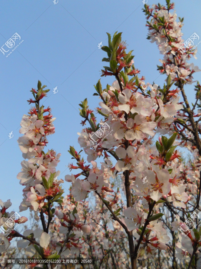 桃花,樱花,梨花